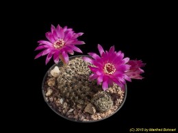 Sulcorebutia gemmae JD337-2 2249
